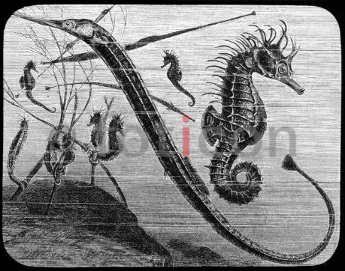 Seepferdchen und Seenadel | Seahorses and pipefish - Foto foticon-600-simon-meer-363-059-sw.jpg | foticon.de - Bilddatenbank für Motive aus Geschichte und Kultur